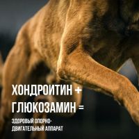 Что такое хондропротекторы и зачем они собакам?
